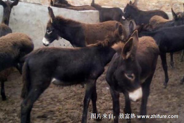 養(yǎng)驢經(jīng)濟(jì)效益分析