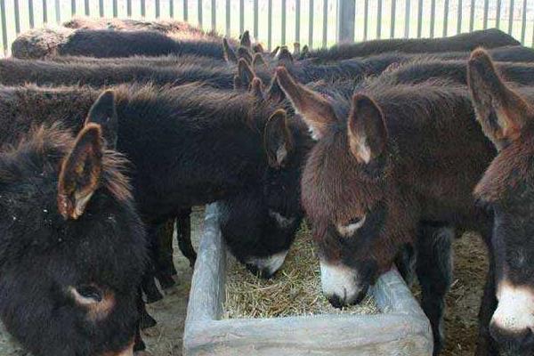 養驢經濟效益分析