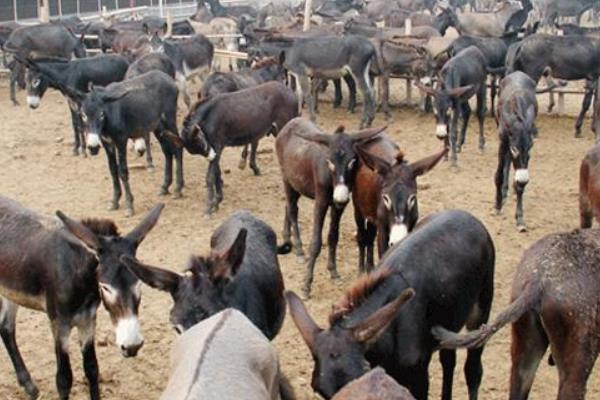 養驢經濟效益分析