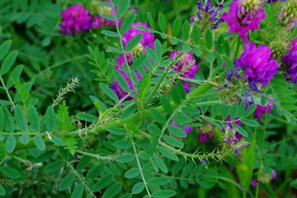 黃芪種子什么時候發(fā)芽出苗比較好？