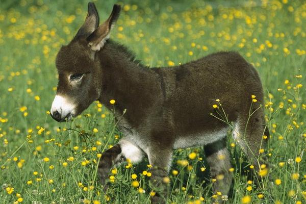 養驢經濟效益分析