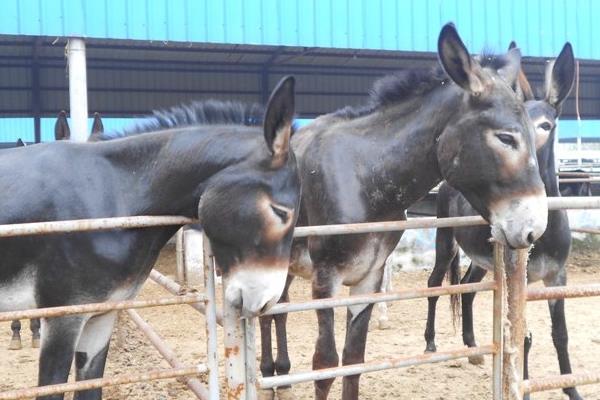 養驢經濟效益分析