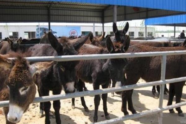 養驢經濟效益分析