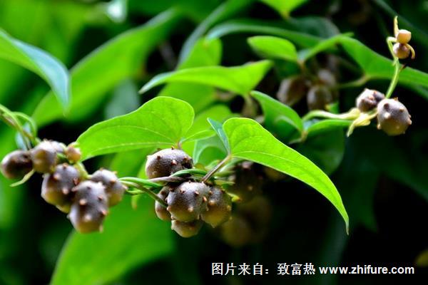 山藥豆圖片大全