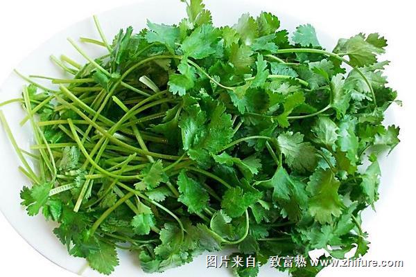 2018種香菜賺錢嗎？香菜種植的利潤與投資成本及前景預測