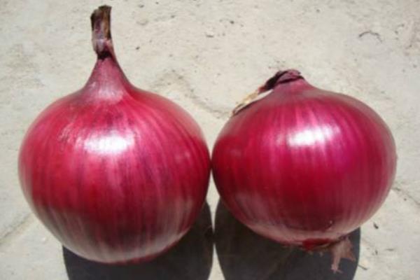 洋蔥種子價格多少錢一斤