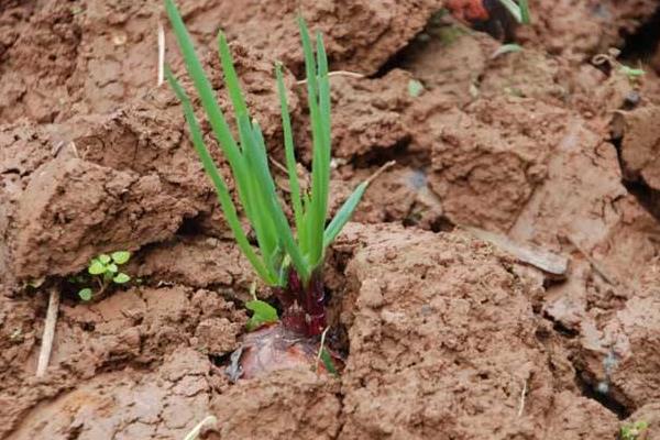 洋蔥種子價格多少錢一斤