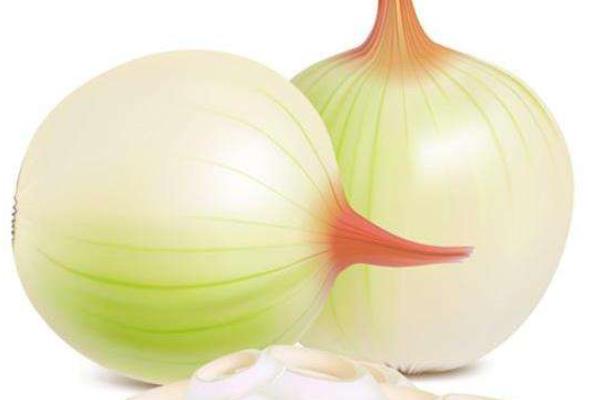 洋蔥種子價格多少錢一斤