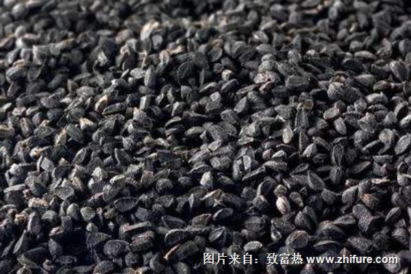 洋蔥種子價格多少錢一斤