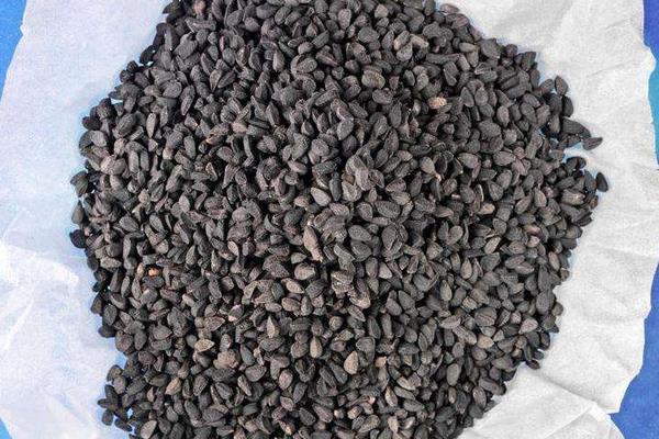 洋蔥種子價格多少錢一斤