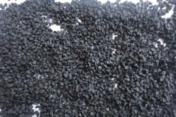 洋蔥種子價格多少錢一斤