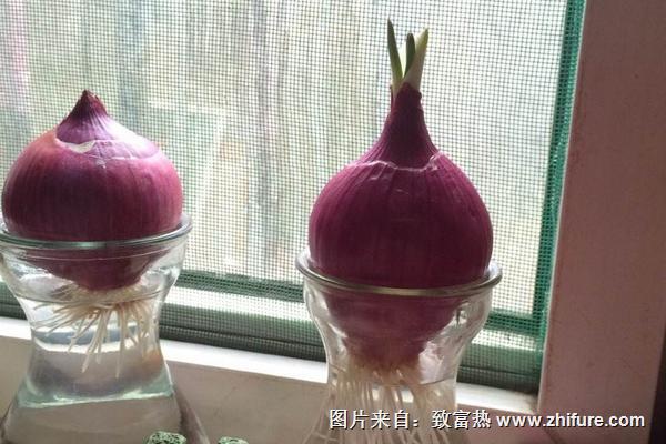 洋蔥水培方法