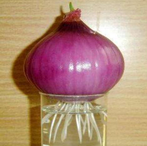 洋蔥水培方法