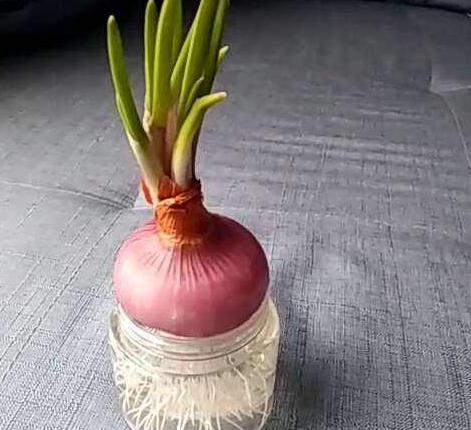 洋蔥水培方法