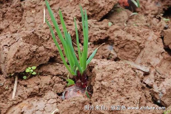 洋蔥什么時候種植