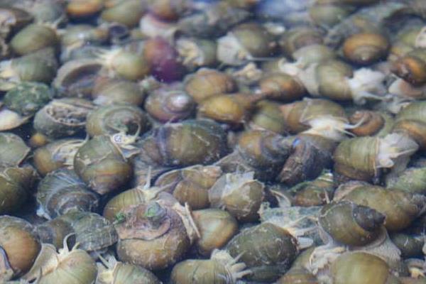 淺談田螺養殖與管理