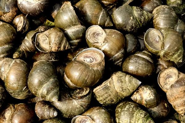 淺談田螺養殖與管理