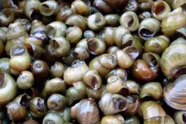 淺談田螺養殖與管理