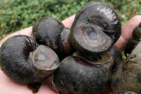 淺談田螺養殖與管理