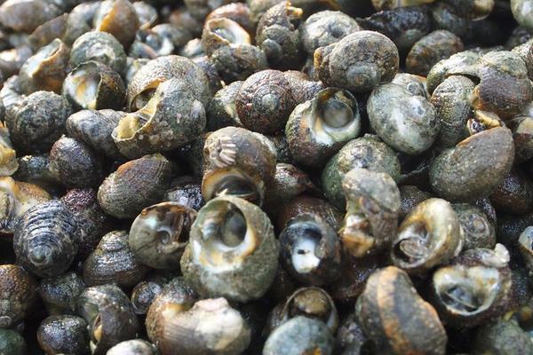 淺談田螺養殖與管理