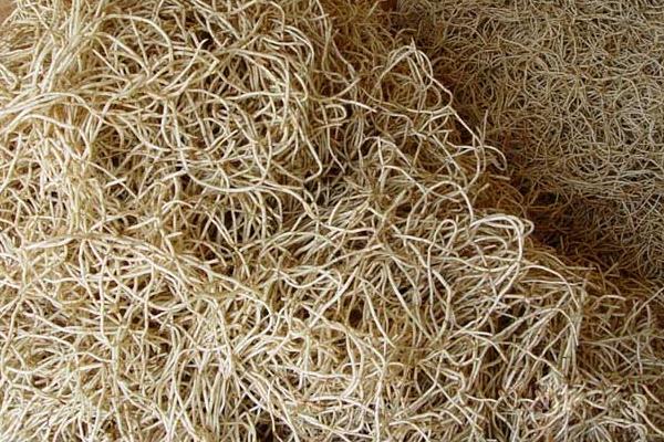 種魚腥草如何進行肥水管理