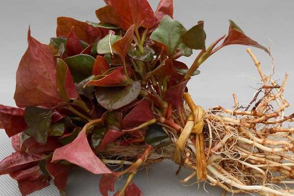 種魚腥草如何進行肥水管理