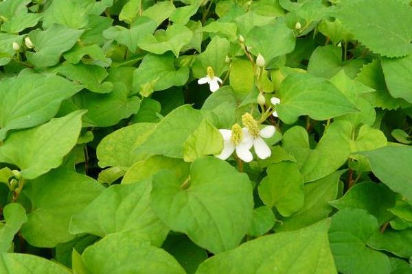 種魚腥草如何進行肥水管理