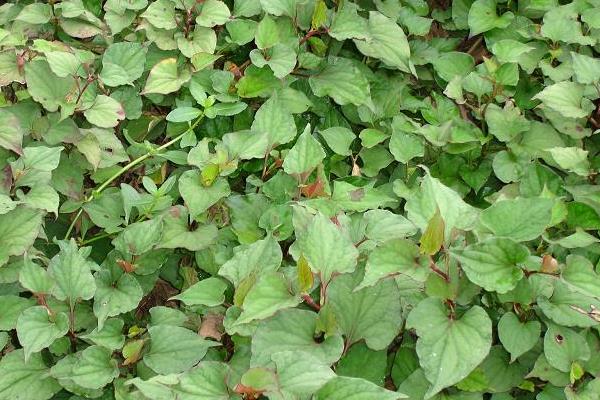 種魚腥草如何進行肥水管理