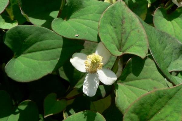 種魚腥草如何進行肥水管理