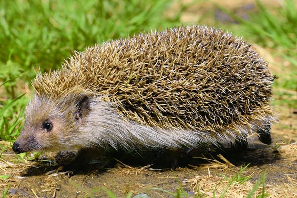 養殖刺猬窩室的修建方法