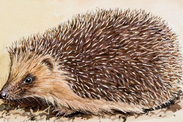 養殖刺猬窩室的修建方法