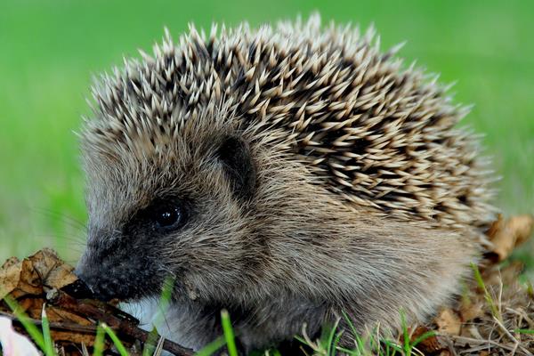 養殖刺猬窩室的修建方法