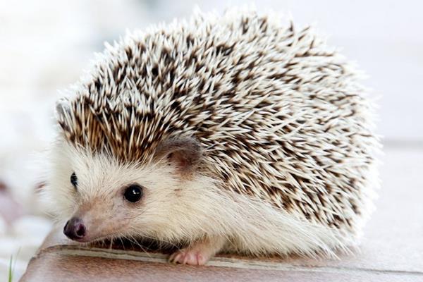 養殖刺猬窩室的修建方法