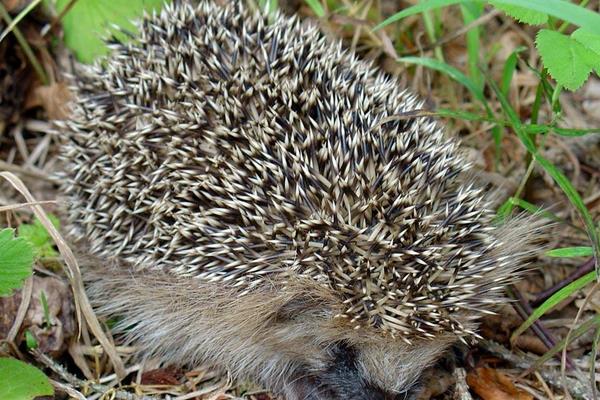 養殖刺猬窩室的修建方法