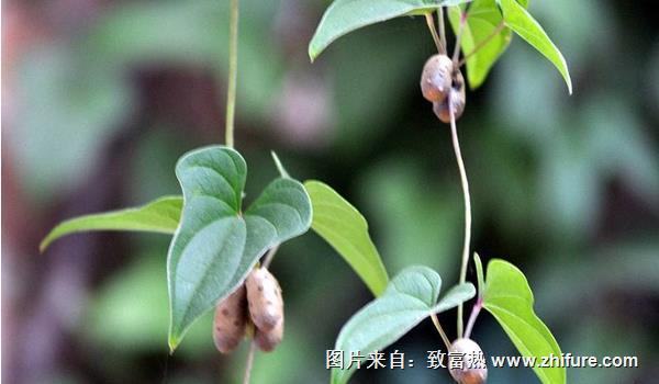 山藥豆是山藥的種子嗎