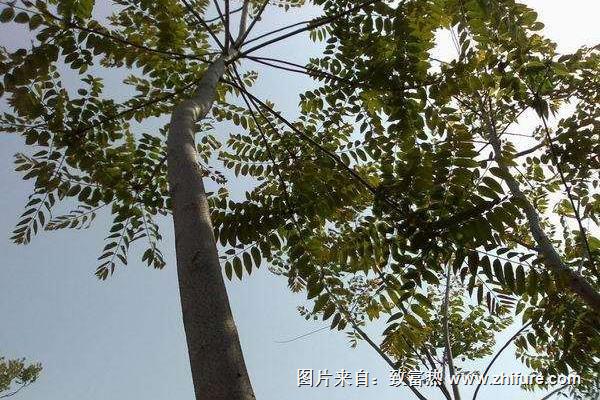 香椿樹圖片大全