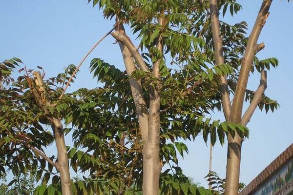 香椿樹圖片大全