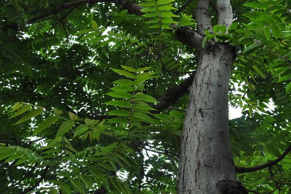 香椿樹圖片大全