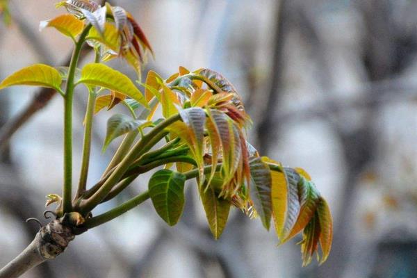 香椿樹圖片大全