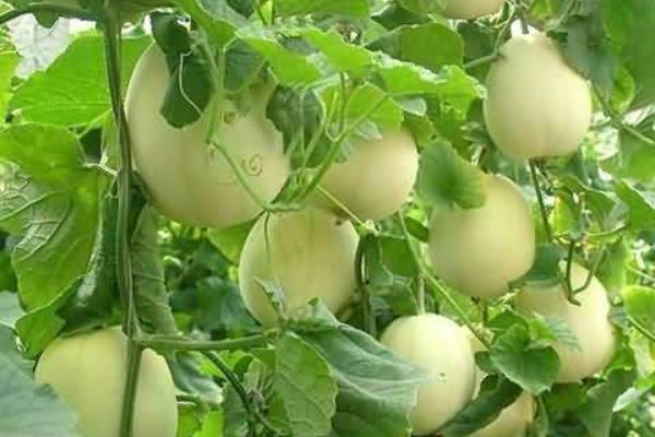 香瓜白粉病該怎么防治