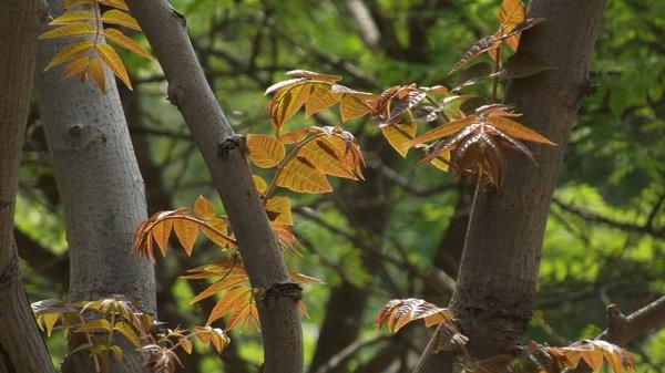 香椿樹圖片大全