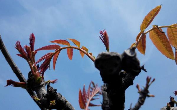 香椿樹圖片大全