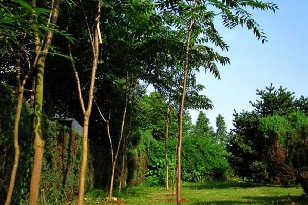 香椿樹圖片大全