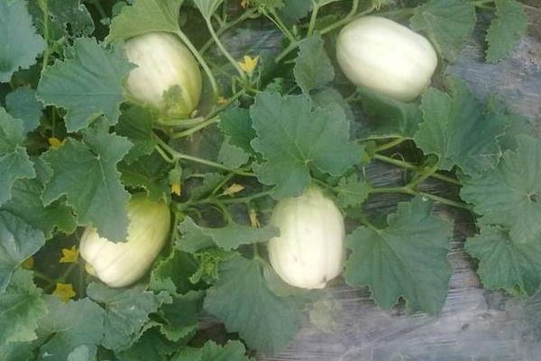 香瓜白粉病該怎么防治