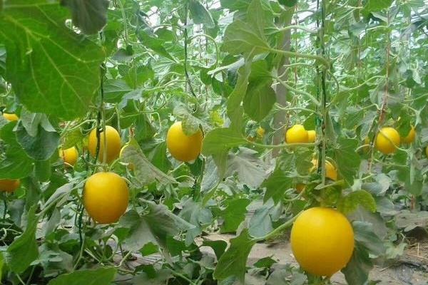 香瓜白粉病該怎么防治