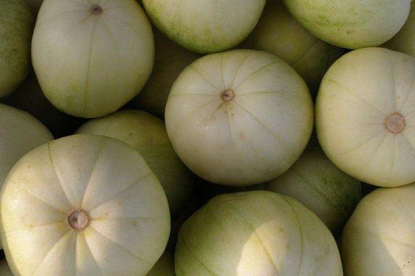 香瓜白粉病該怎么防治