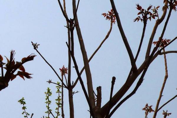 香椿樹圖片大全