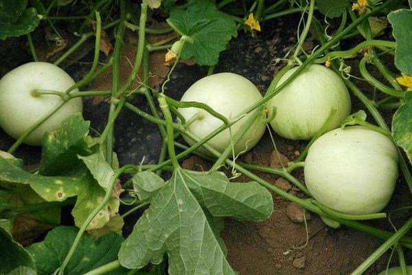 香瓜白粉病該怎么防治