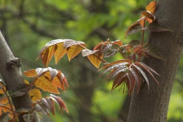 香椿樹圖片大全