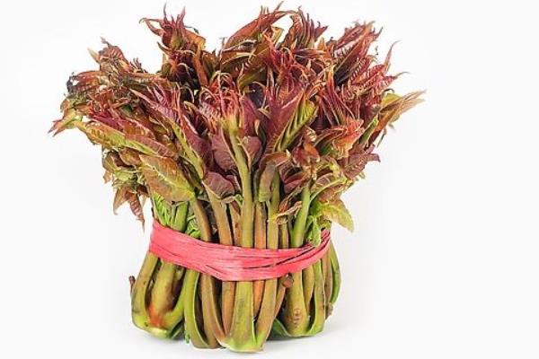 香椿樹圖片大全